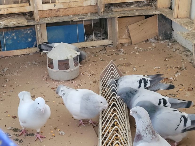  - 0 - 16 dec 2021 Voiajori standard