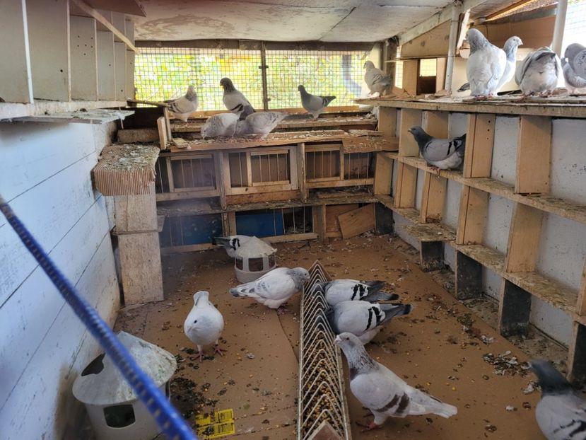  - 0 - 16 dec 2021 Voiajori standard