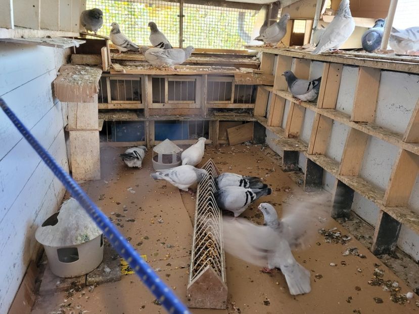  - 0 - 16 dec 2021 Voiajori standard