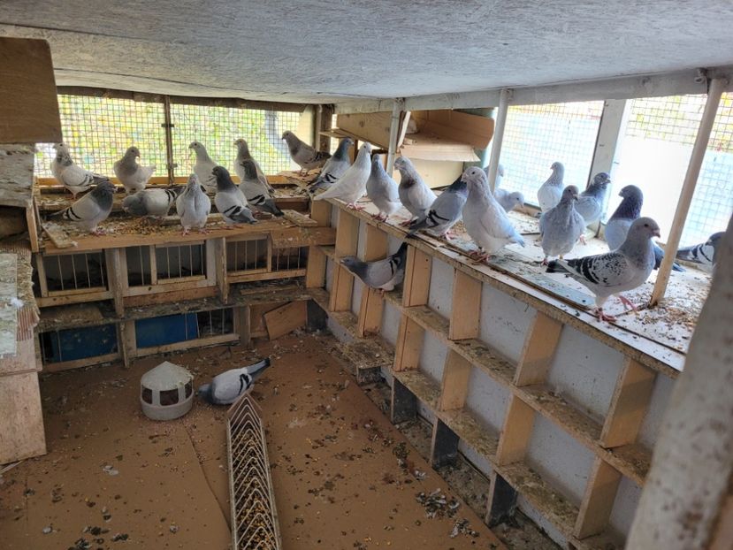  - 0 - 16 dec 2021 Voiajori standard