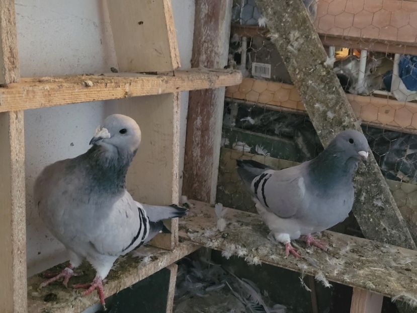  - 0 - 16 dec 2021 Voiajori standard