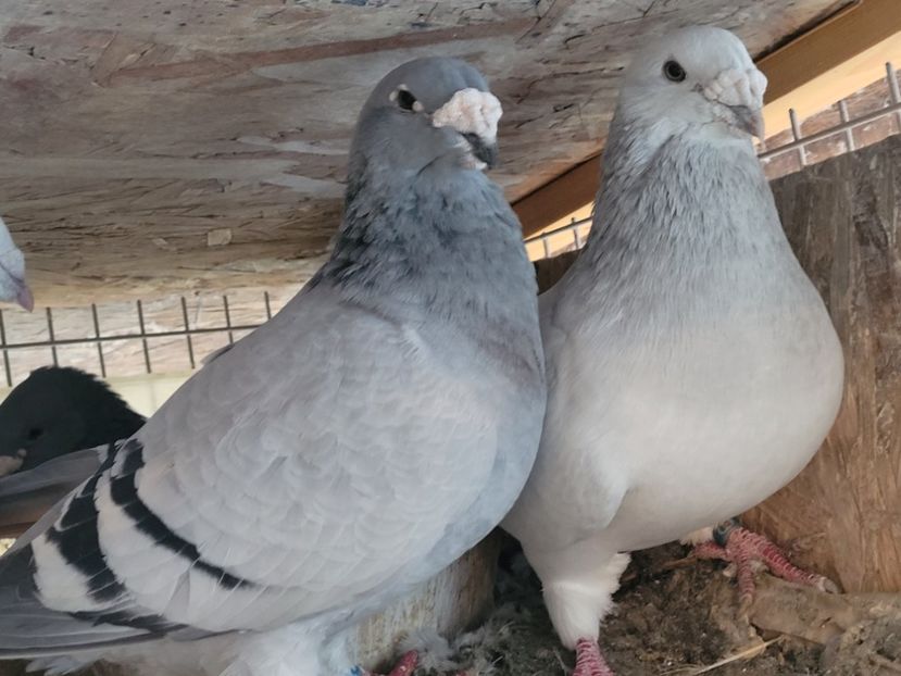  - 0 - 16 dec 2021 Voiajori standard