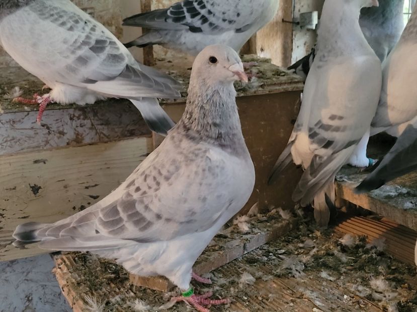  - 0 - 16 dec 2021 Voiajori standard