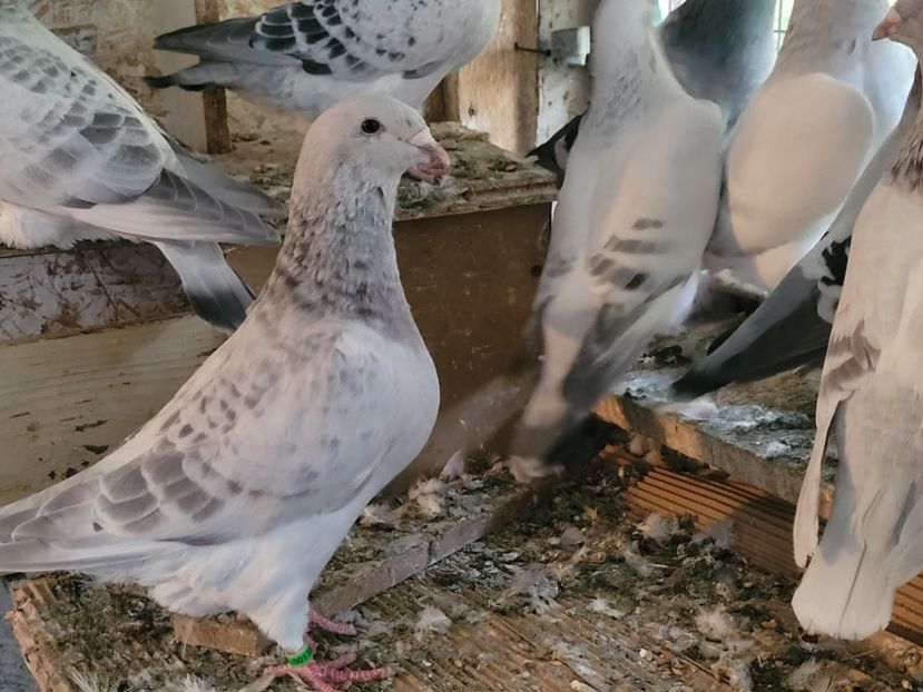  - 0 - 16 dec 2021 Voiajori standard