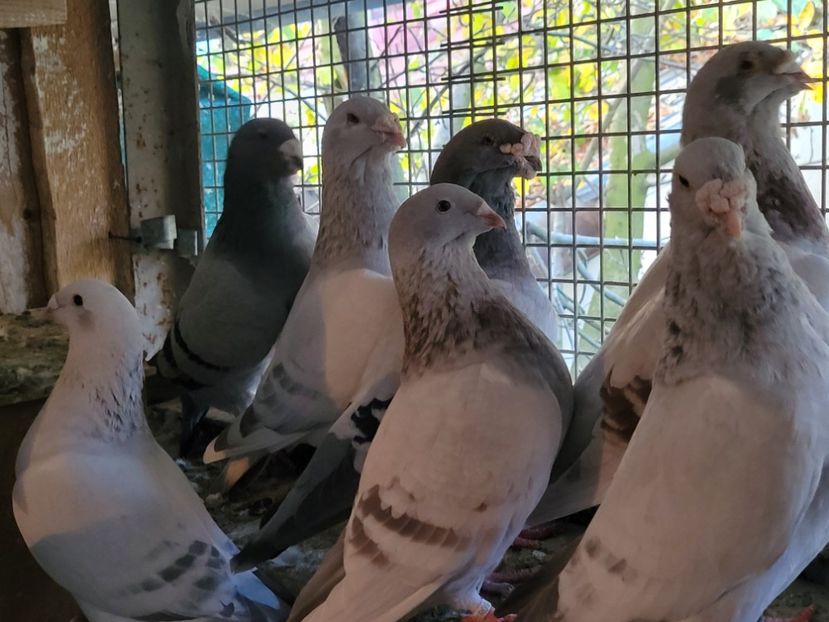  - 0 - 16 dec 2021 Voiajori standard