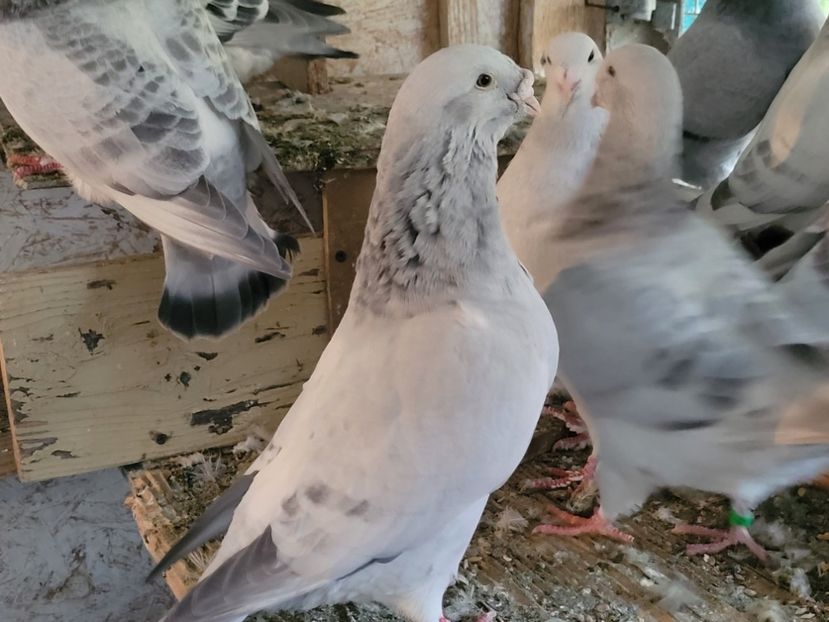  - 0 - 16 dec 2021 Voiajori standard