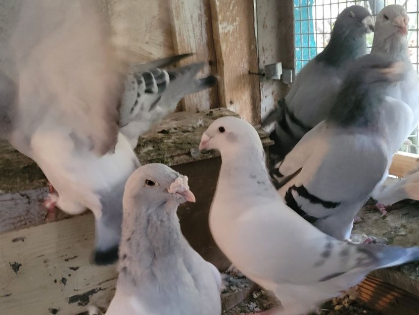  - 0 - 16 dec 2021 Voiajori standard