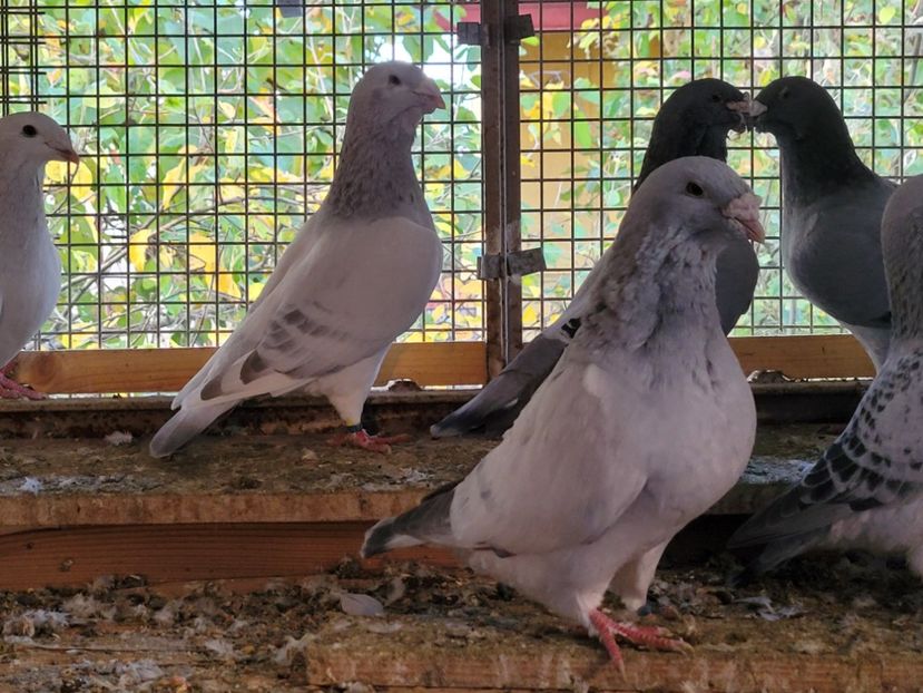  - 0 - 16 dec 2021 Voiajori standard