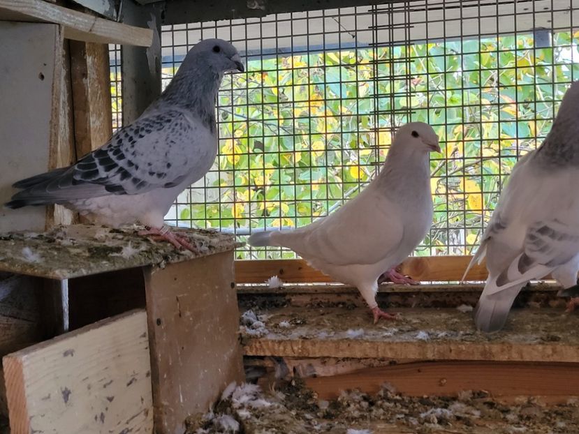  - 0 - 16 dec 2021 Voiajori standard