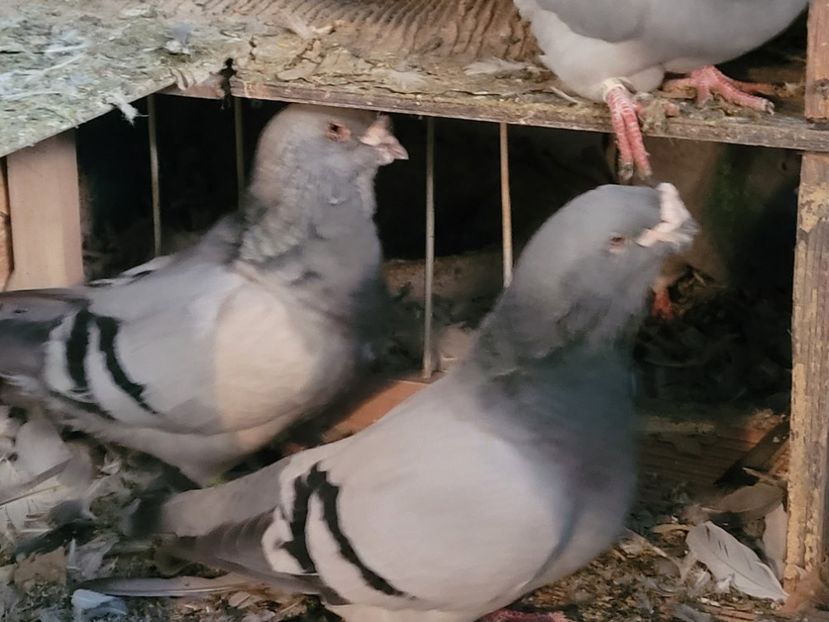  - 0 - 16 dec 2021 Voiajori standard