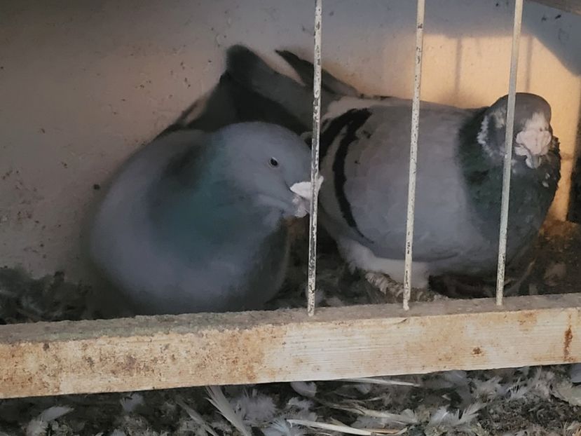  - 0 - 16 dec 2021 Voiajori standard