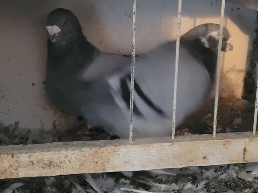  - 0 - 16 dec 2021 Voiajori standard