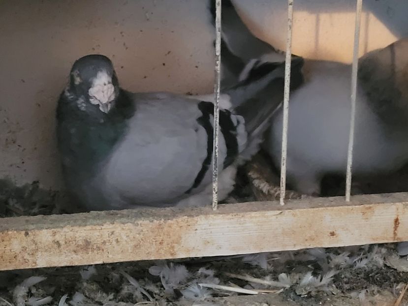  - 0 - 16 dec 2021 Voiajori standard