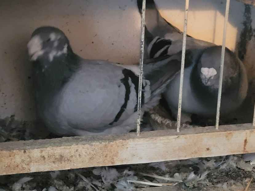  - 0 - 16 dec 2021 Voiajori standard