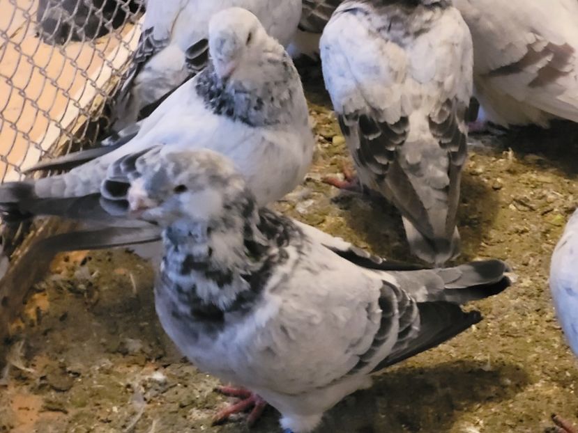  - 0 - 16 dec 2021 Voiajori standard