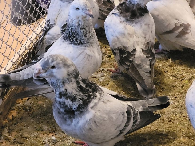  - 0 - 16 dec 2021 Voiajori standard