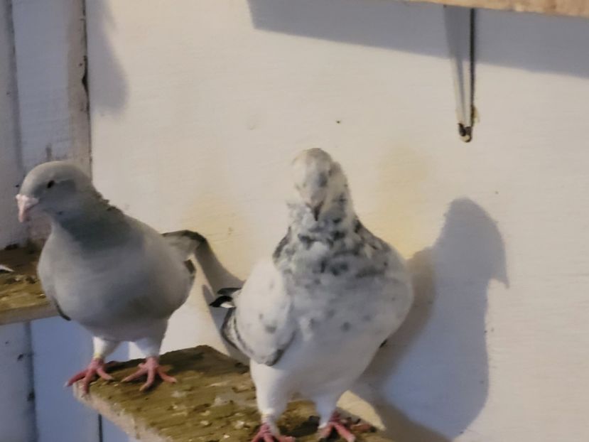  - 0 - 16 dec 2021 Voiajori standard