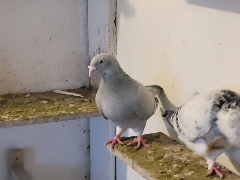  - 0 - 16 dec 2021 Voiajori standard