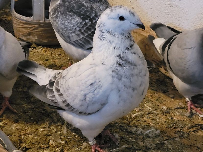  - 0 - 16 dec 2021 Voiajori standard