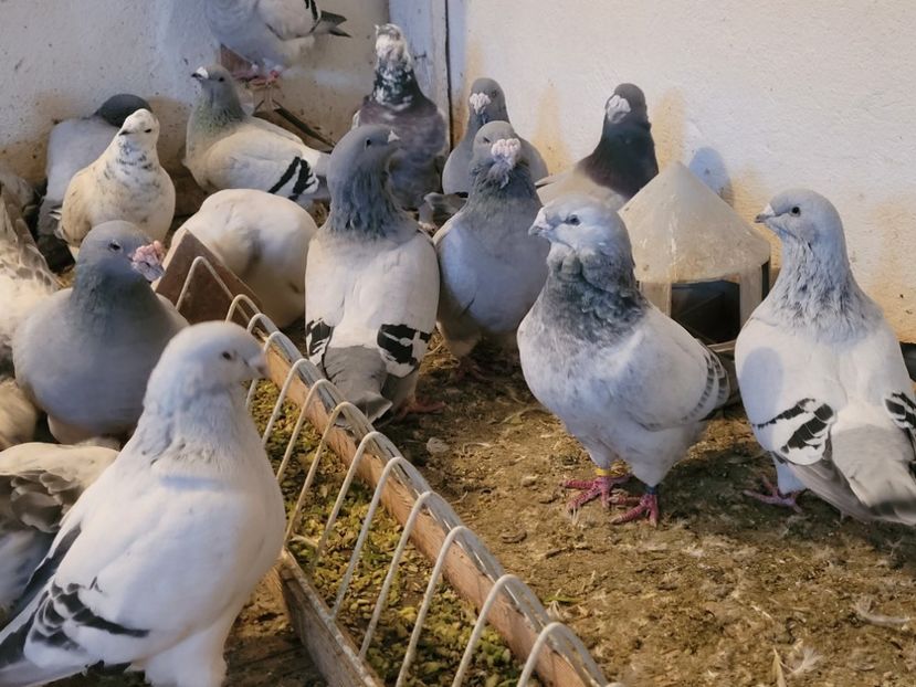  - 0 - 16 dec 2021 Voiajori standard