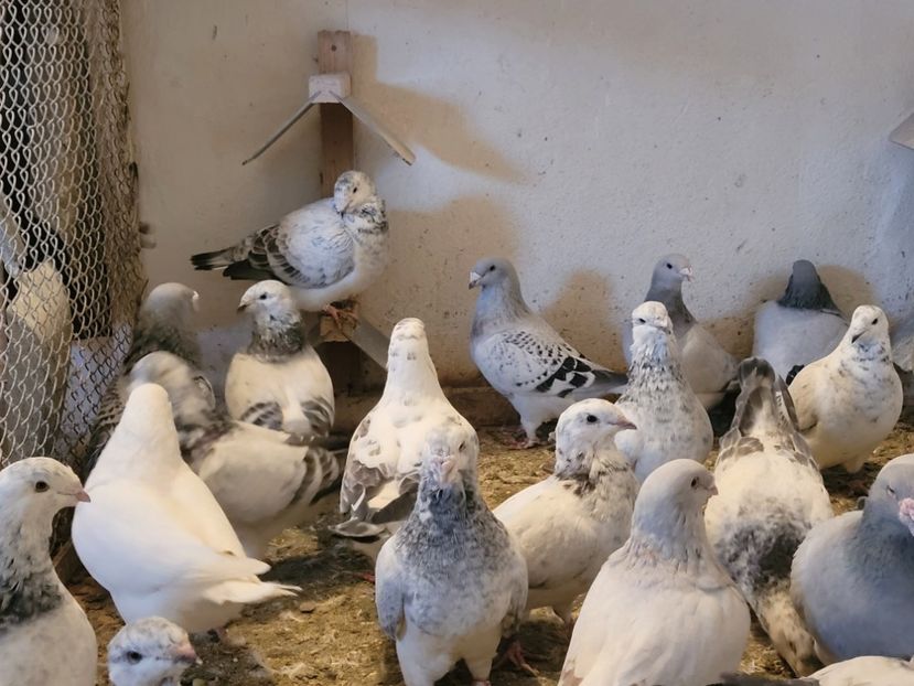  - 0 - 16 dec 2021 Voiajori standard