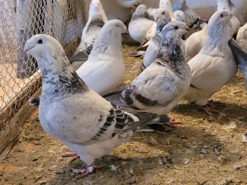  - 0 - 16 dec 2021 Voiajori standard