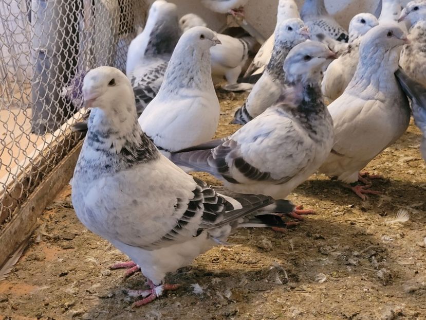  - 0 - 16 dec 2021 Voiajori standard