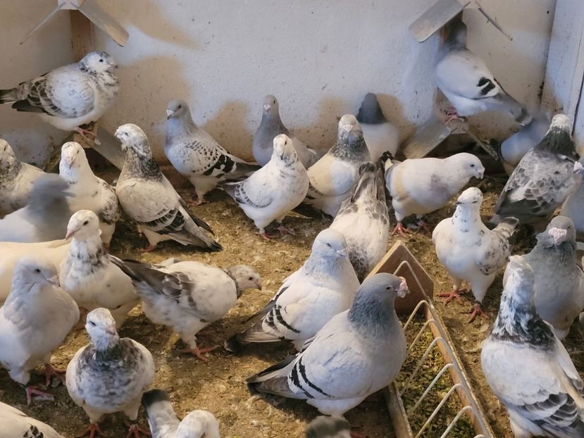  - 0 - 16 dec 2021 Voiajori standard