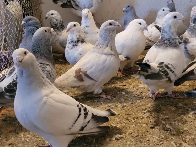  - 0 - 16 dec 2021 Voiajori standard