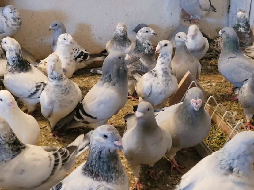  - 0 - 16 dec 2021 Voiajori standard