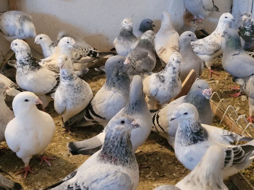  - 0 - 16 dec 2021 Voiajori standard