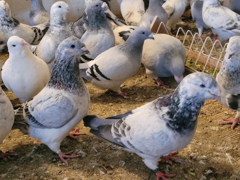  - 0 - 16 dec 2021 Voiajori standard