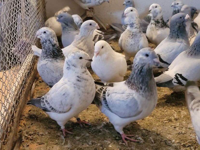  - 0 - 16 dec 2021 Voiajori standard