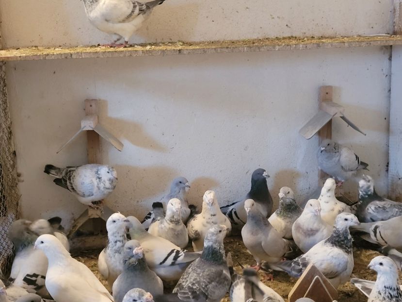  - 0 - 16 dec 2021 Voiajori standard