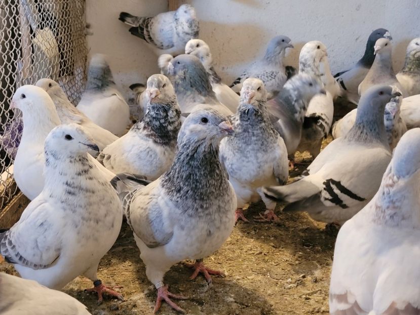  - 0 - 16 dec 2021 Voiajori standard