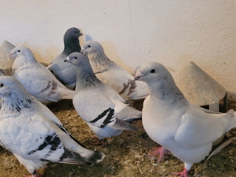  - 0 - 16 dec 2021 Voiajori standard