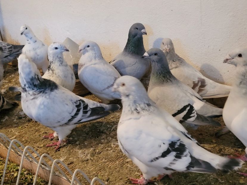  - 0 - 16 dec 2021 Voiajori standard