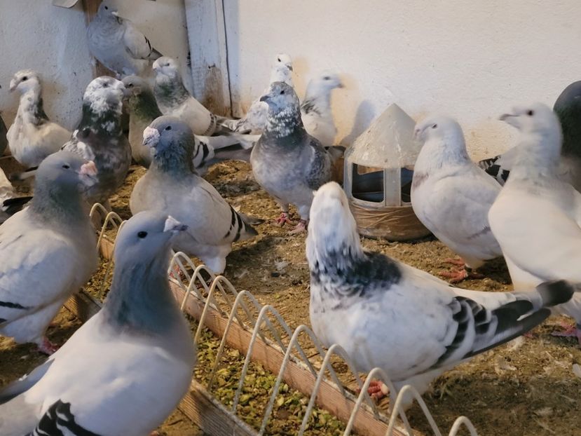  - 0 - 16 dec 2021 Voiajori standard