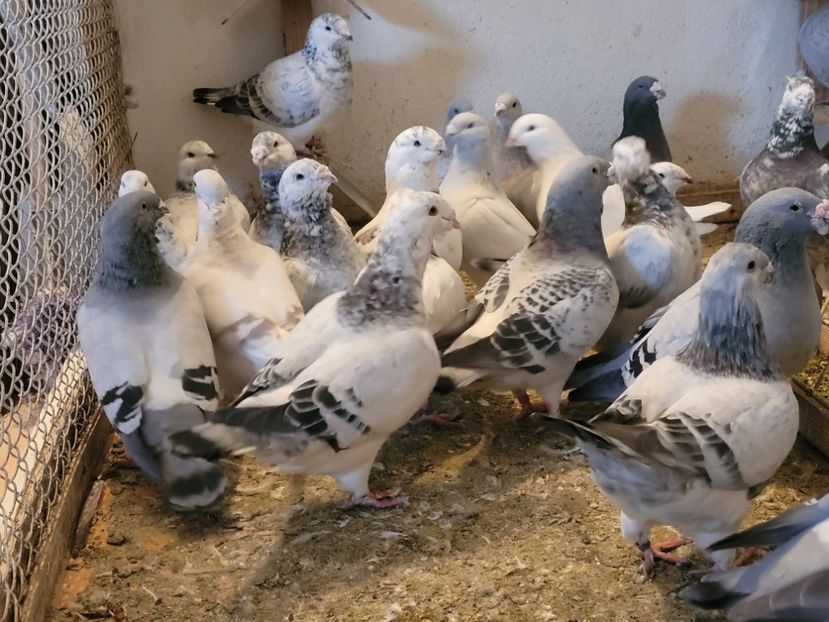  - 0 - 16 dec 2021 Voiajori standard