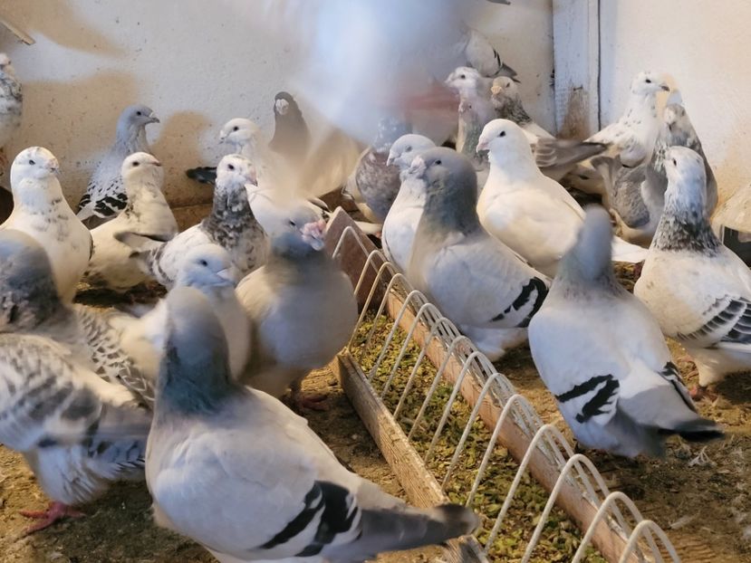  - 0 - 16 dec 2021 Voiajori standard