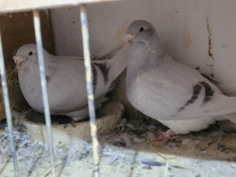  - 0 - 16 dec 2021 Voiajori standard