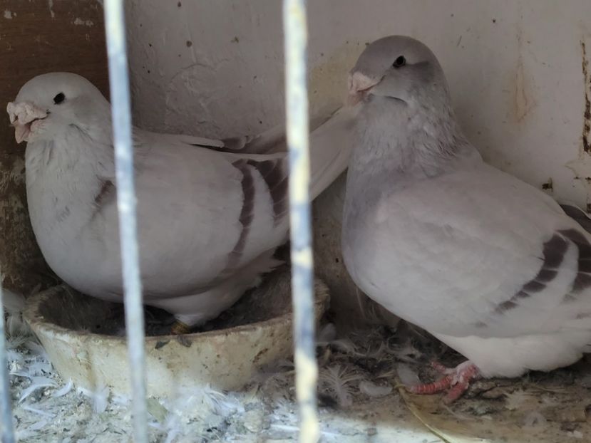  - 0 - 16 dec 2021 Voiajori standard