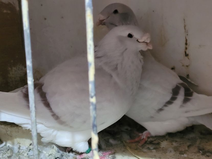  - 0 - 16 dec 2021 Voiajori standard