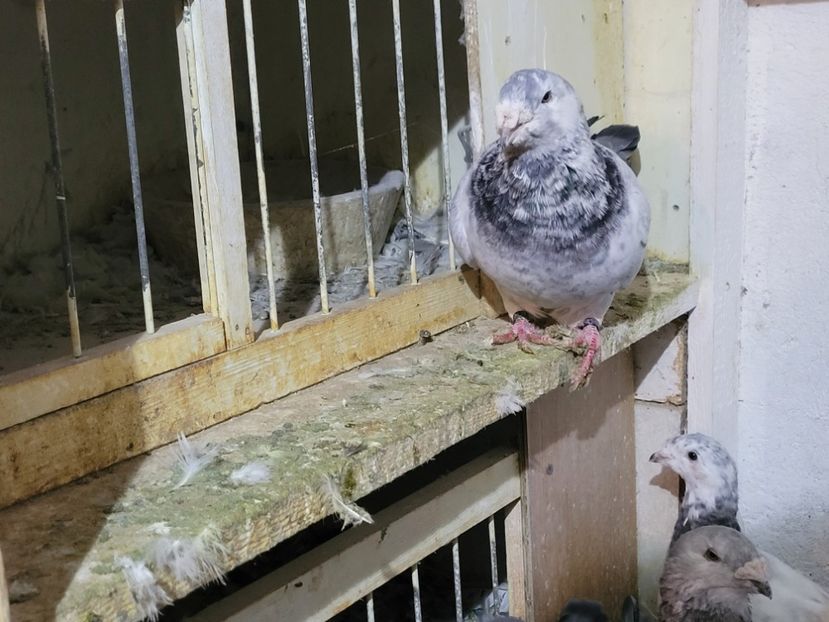  - 0 - 16 dec 2021 Voiajori standard