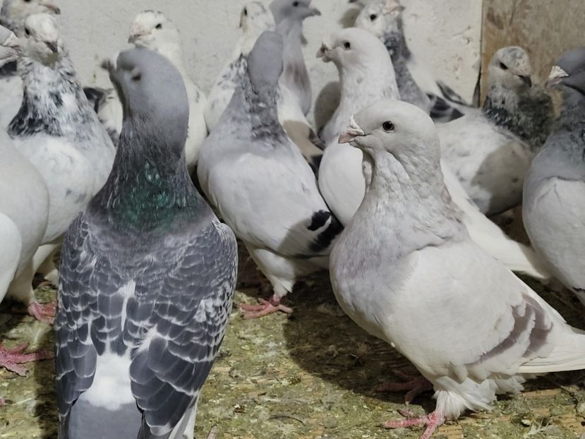  - 0 - 16 dec 2021 Voiajori standard