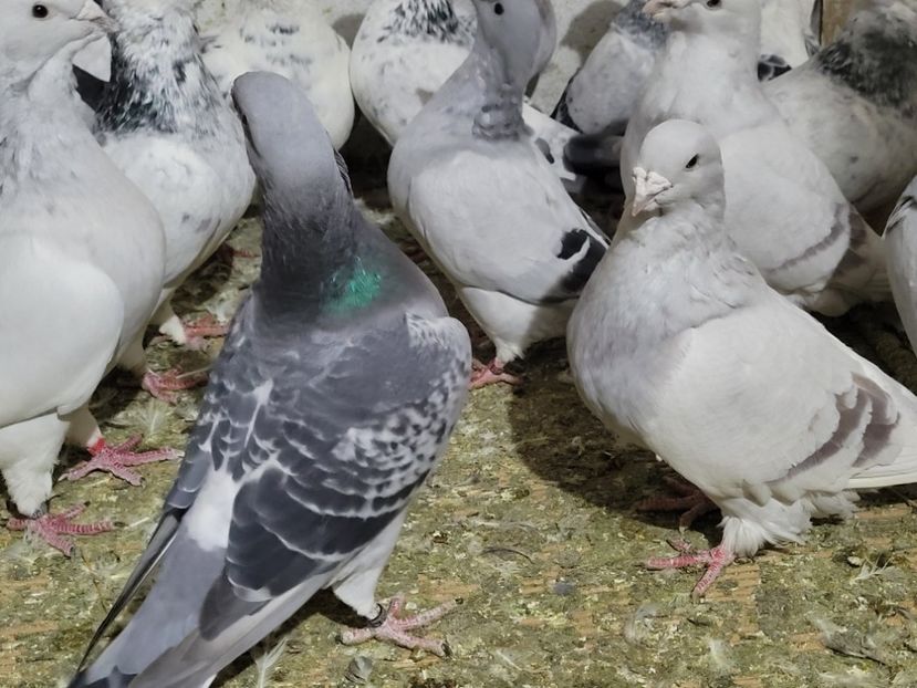  - 0 - 16 dec 2021 Voiajori standard