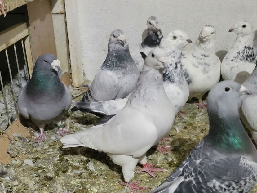  - 0 - 16 dec 2021 Voiajori standard