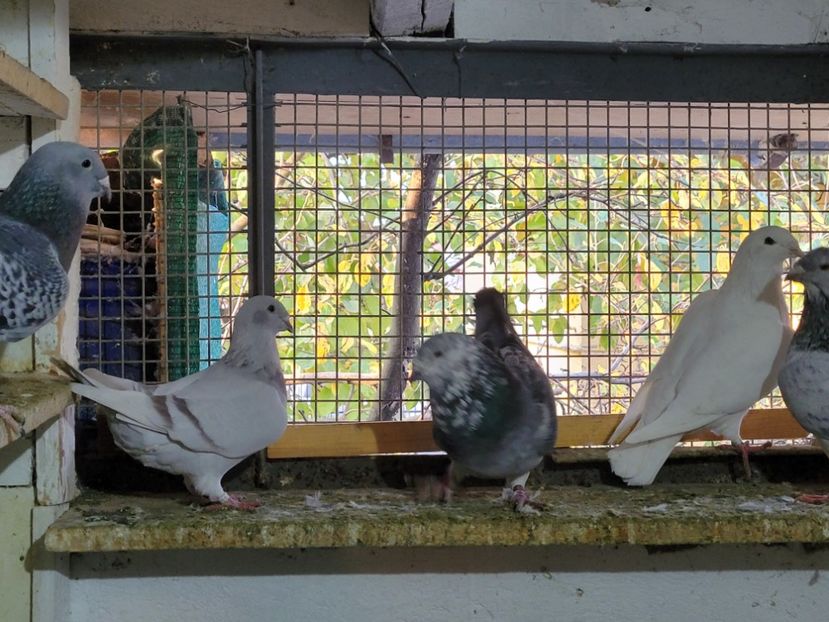  - 0 - 16 dec 2021 Voiajori standard