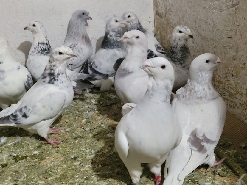  - 0 - 16 dec 2021 Voiajori standard