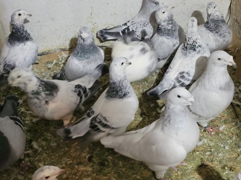  - 0 - 16 dec 2021 Voiajori standard